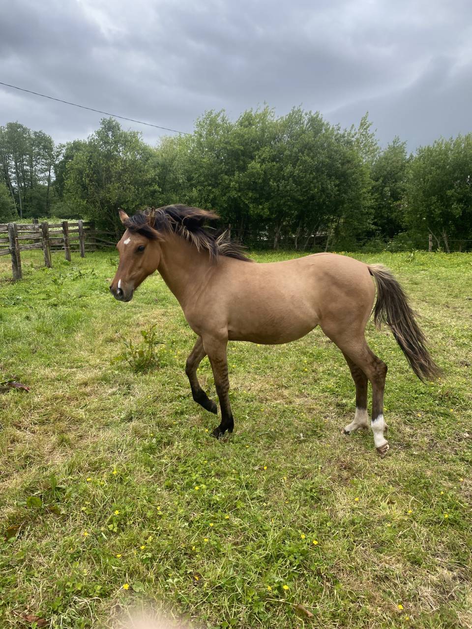 Veulen (vr) Andere pony rassen Te koop 2025 Wildkleur ,  Euro Sometime