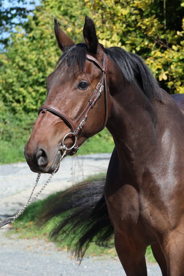 Ruin Selle Fran&ccedil;ais Te koop 2023 Donker bruin / bai ,  CANDY DE NANTUEL