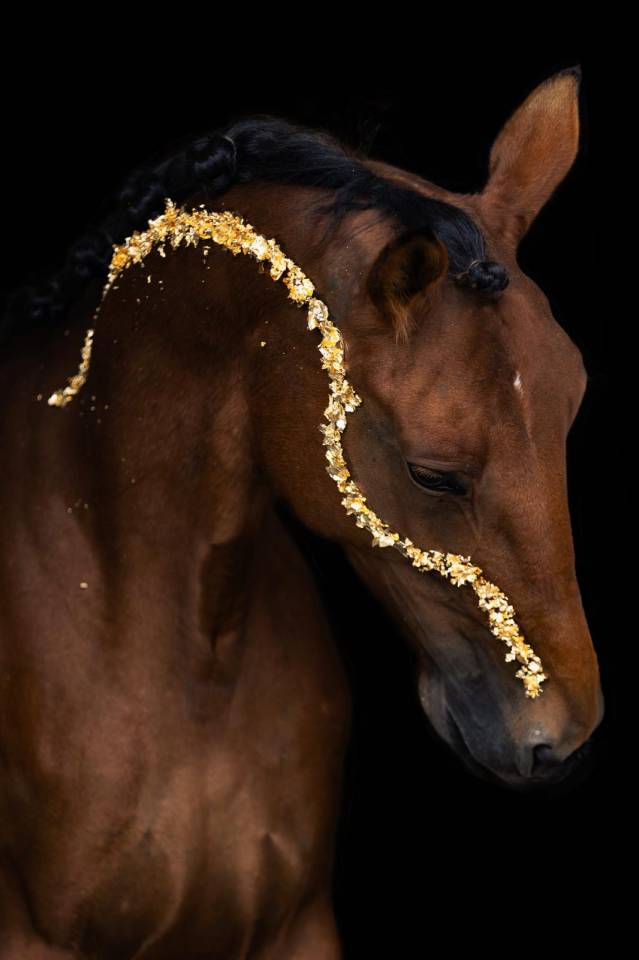 Mina een paard uit duizenden zoekt haar nieuwe thuis