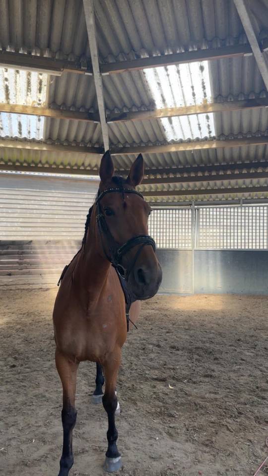 Mina een paard uit duizenden zoekt haar nieuwe thuis