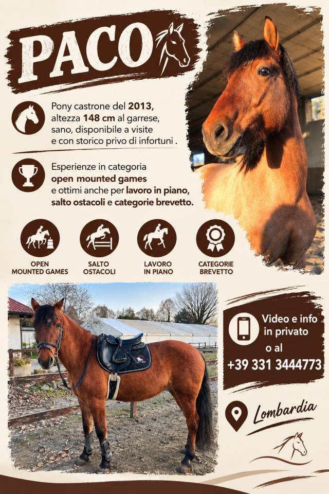 Ruin Bekend ras Te koop 2013 Donker bruin / bai