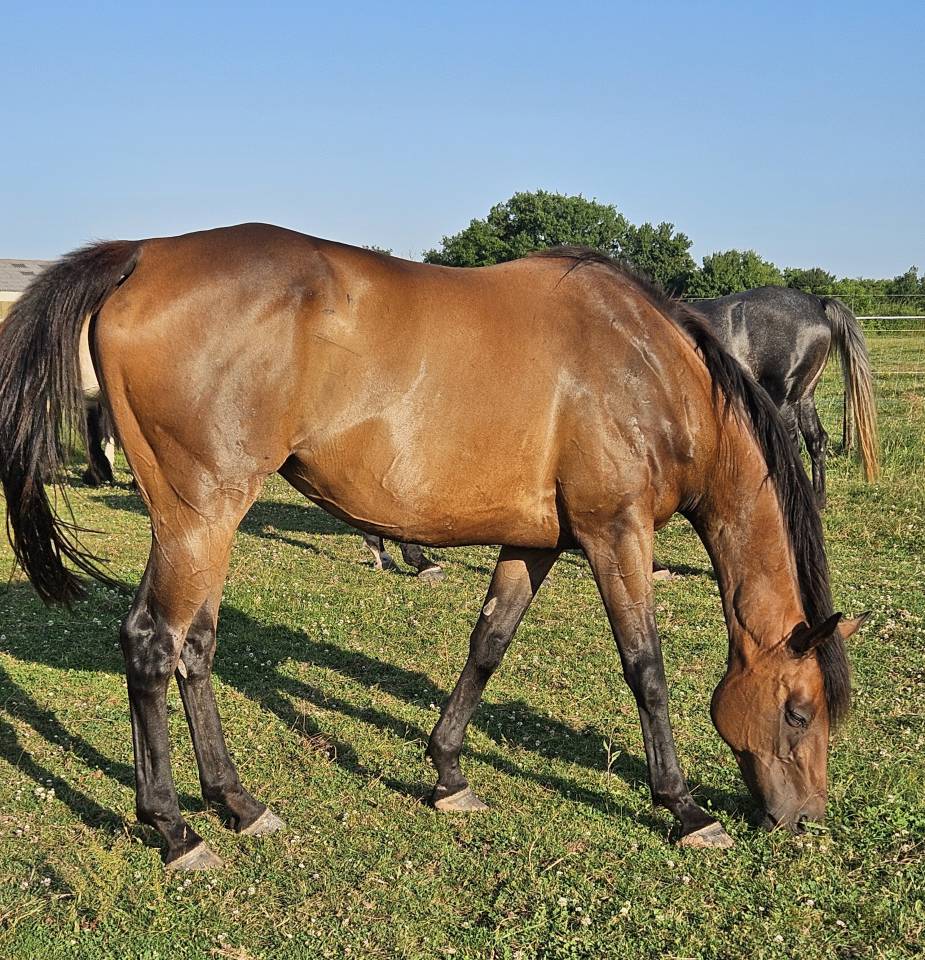 Draagmerrie Volbloed Te koop 2013 Donker bruin / bai