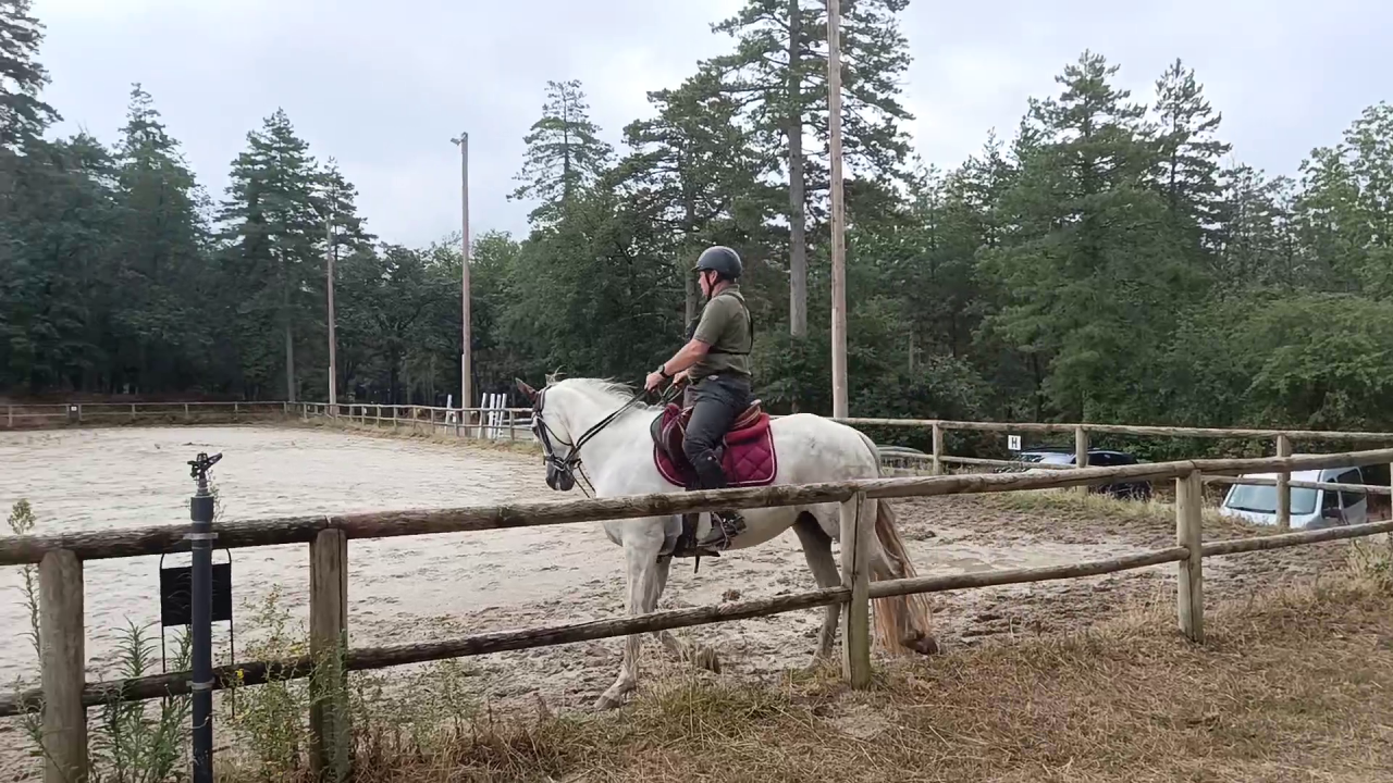 Ruin PRE Puur Ras Spaans Te koop 2017 Schimmel ,  Lobero XVIII