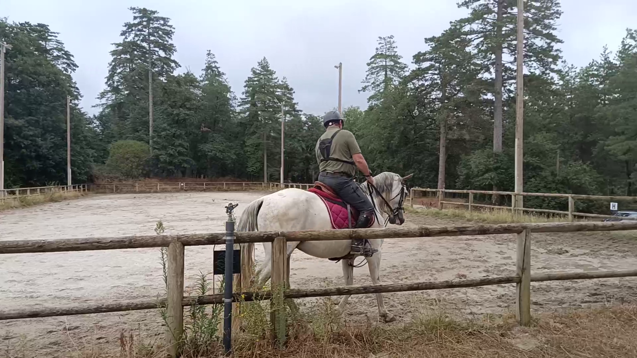 Ruin PRE Puur Ras Spaans Te koop 2017 Schimmel ,  Lobero XVIII