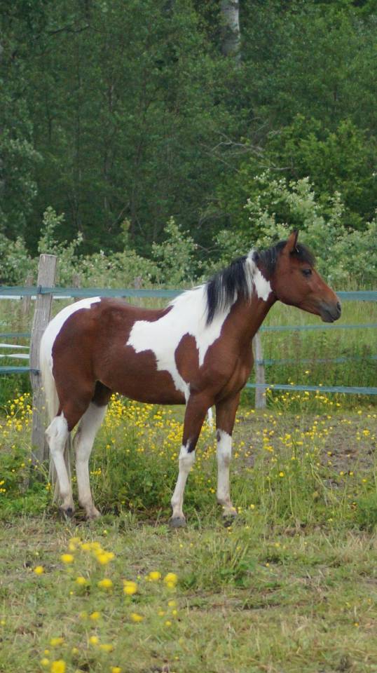 Veulen (vr) Welsh Partbred Te koop 2024 Bont