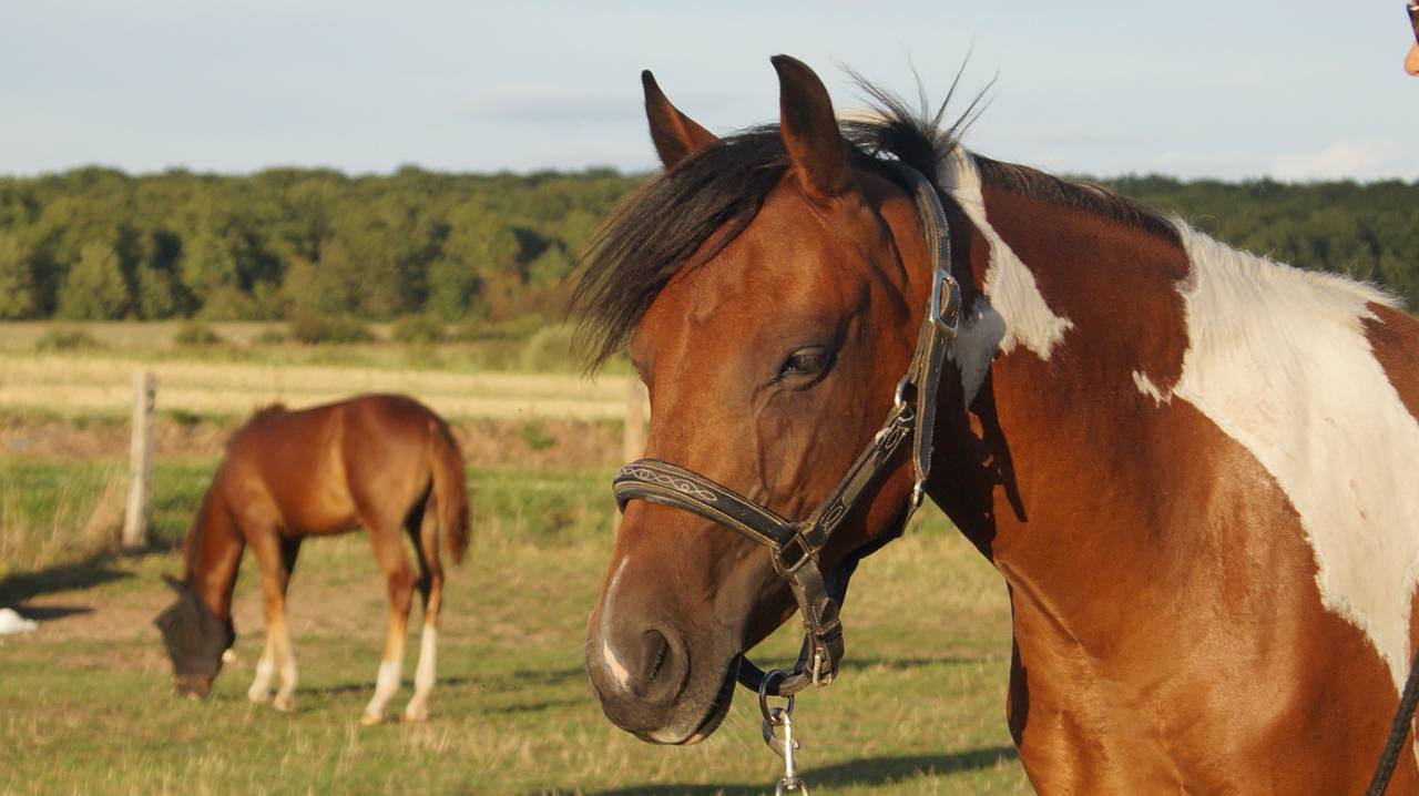 Veulen (vr) Welsh Partbred Te koop 2024 Bont
