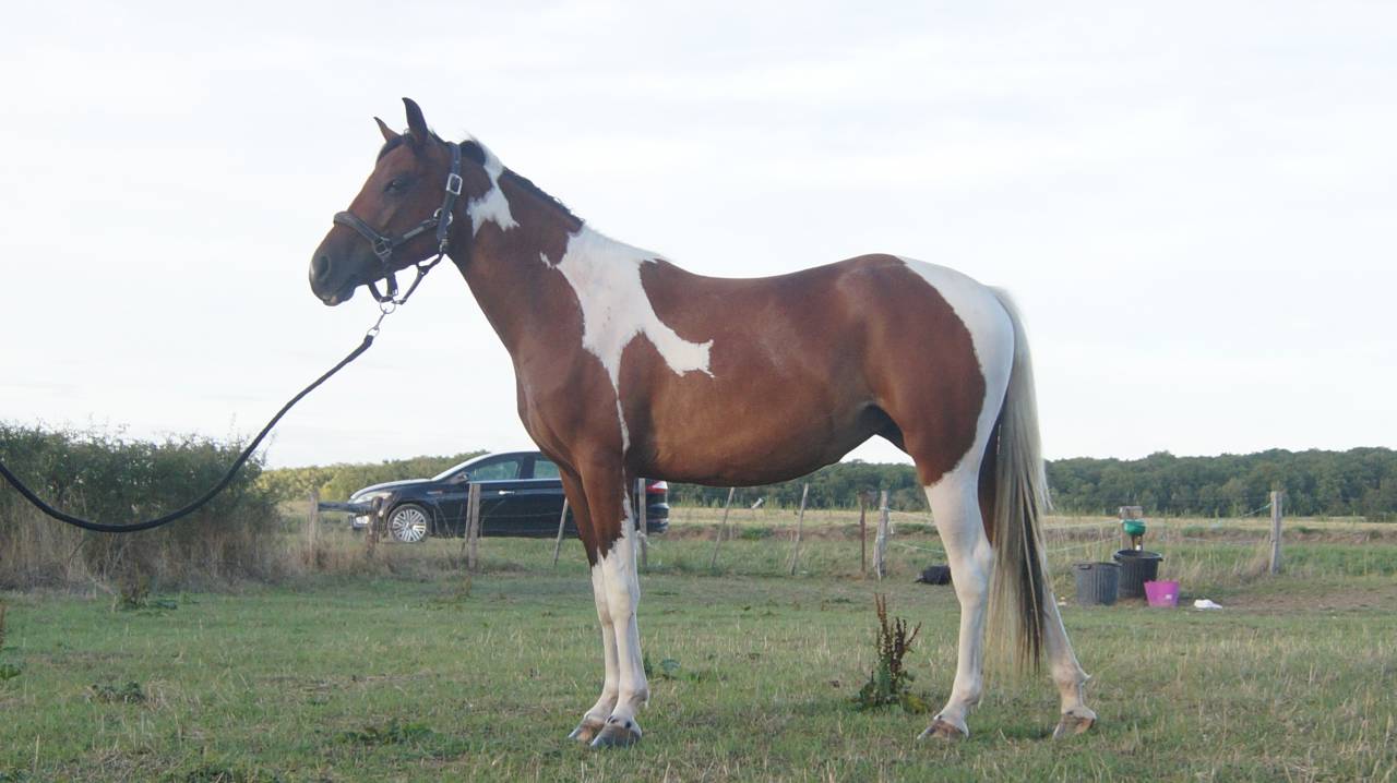 Veulen (vr) Welsh Partbred Te koop 2024 Bont