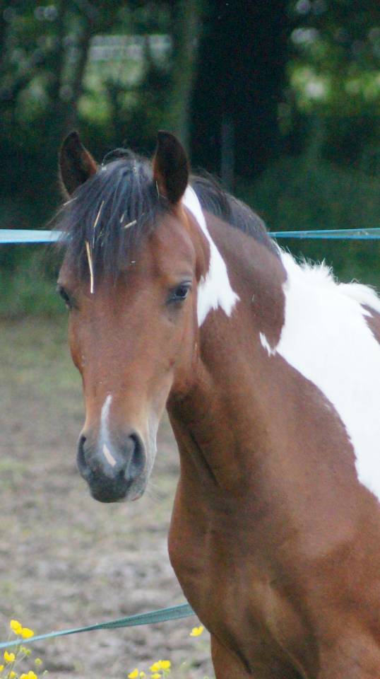 Veulen (vr) Welsh Partbred Te koop 2024 Bont