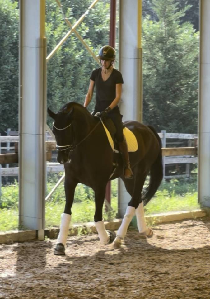 Ruin KWPN Nederlands sportpaard Te koop 2020 Bruin / Bai ,  Ebony