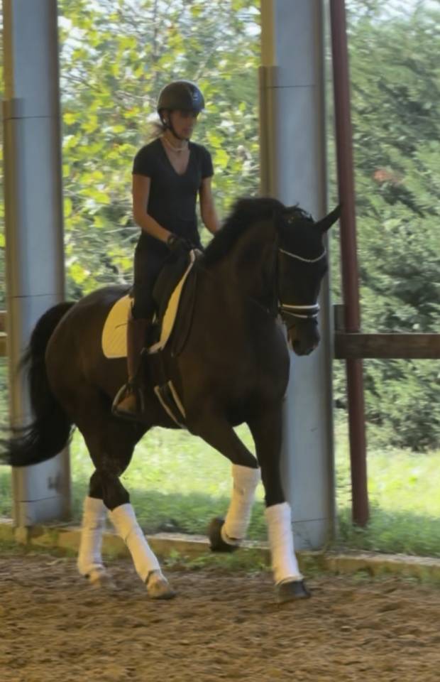 Ruin KWPN Nederlands sportpaard Te koop 2020 Bruin / Bai ,  Ebony