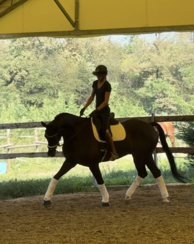 Ruin KWPN Nederlands sportpaard Te koop 2020 Bruin / Bai ,  Ebony