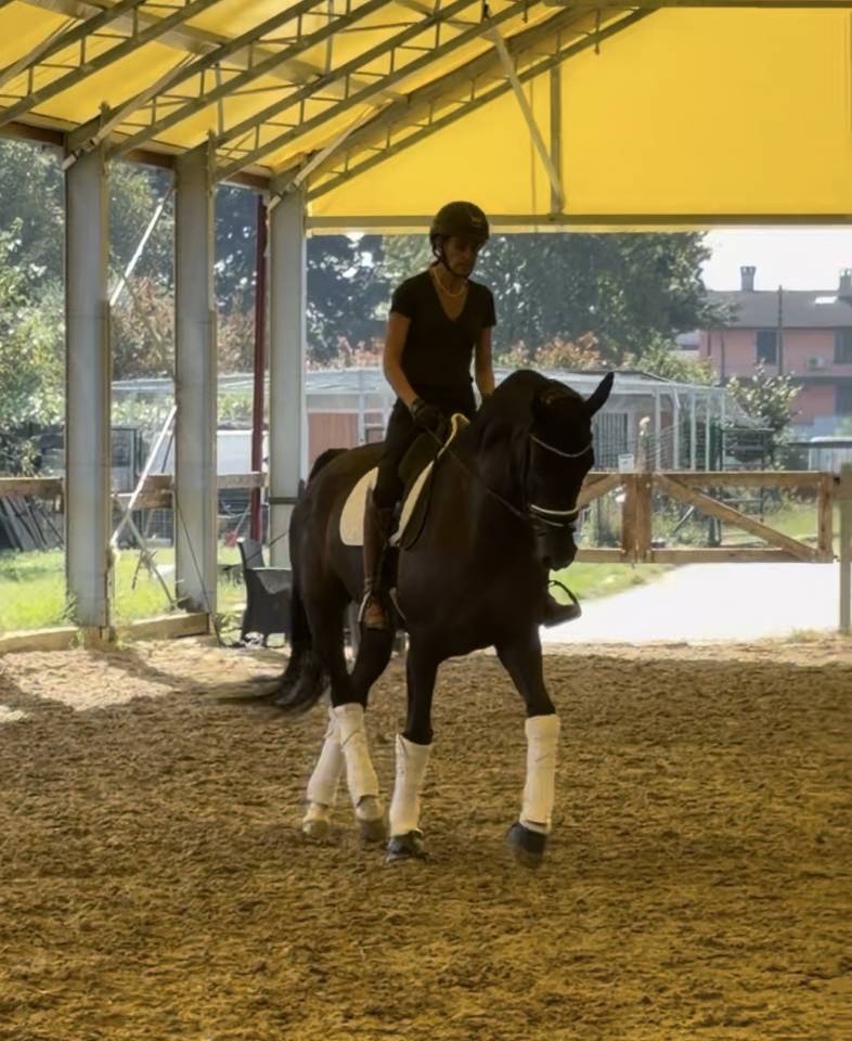 Ruin KWPN Nederlands sportpaard Te koop 2020 Bruin / Bai ,  Ebony