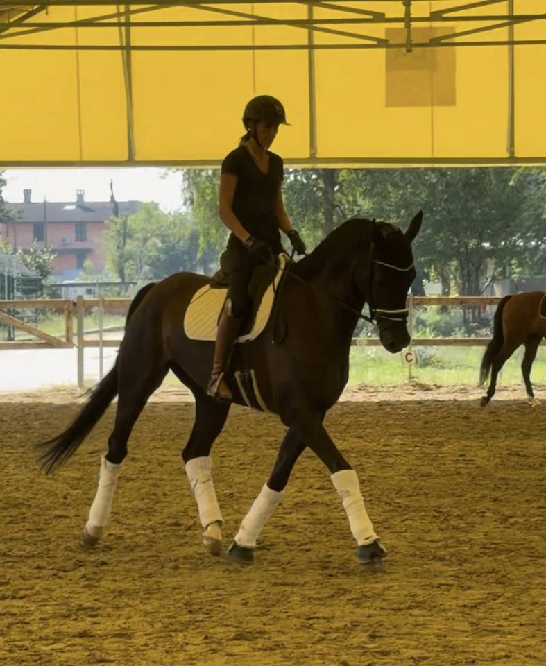 Ruin KWPN Nederlands sportpaard Te koop 2020 Bruin / Bai ,  Ebony