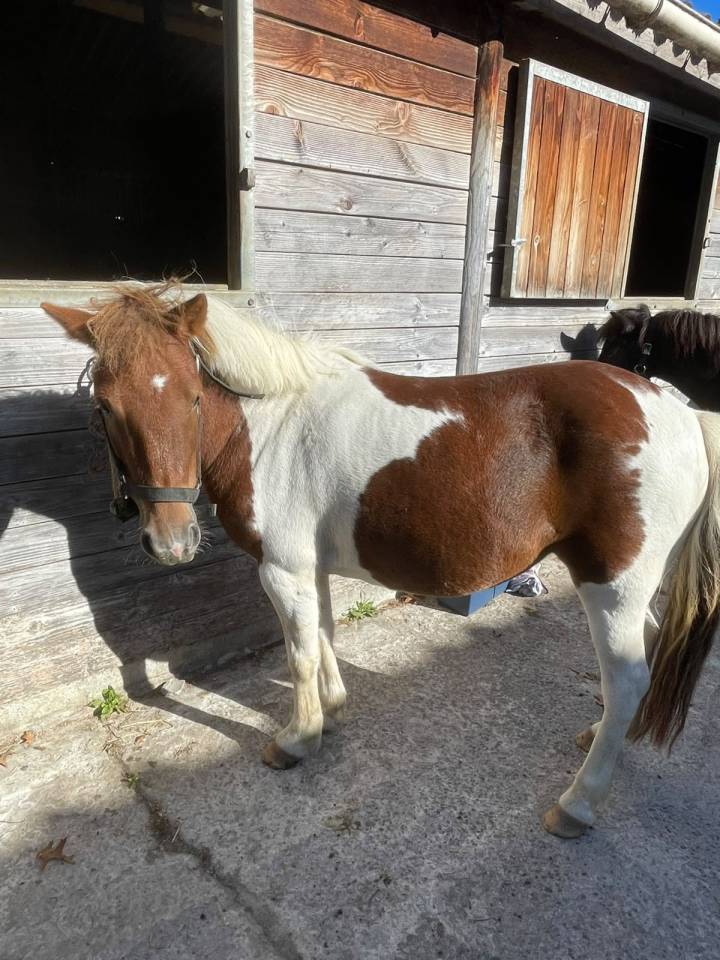 Merrie Shetland Te koop 2021 Bont