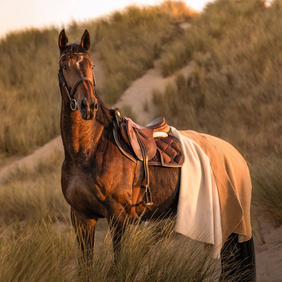Schoolmaster Figaro 