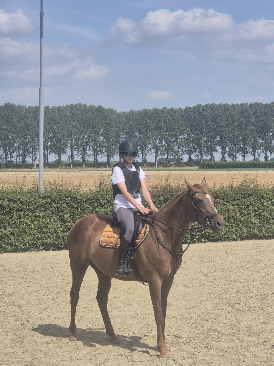 Leuke, rustige merrie te koop