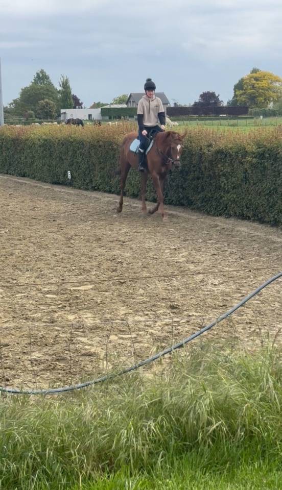 Leuke, merrie te koop