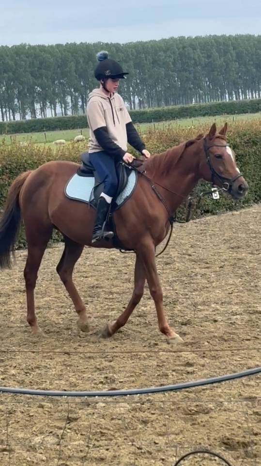 Leuke, merrie te koop