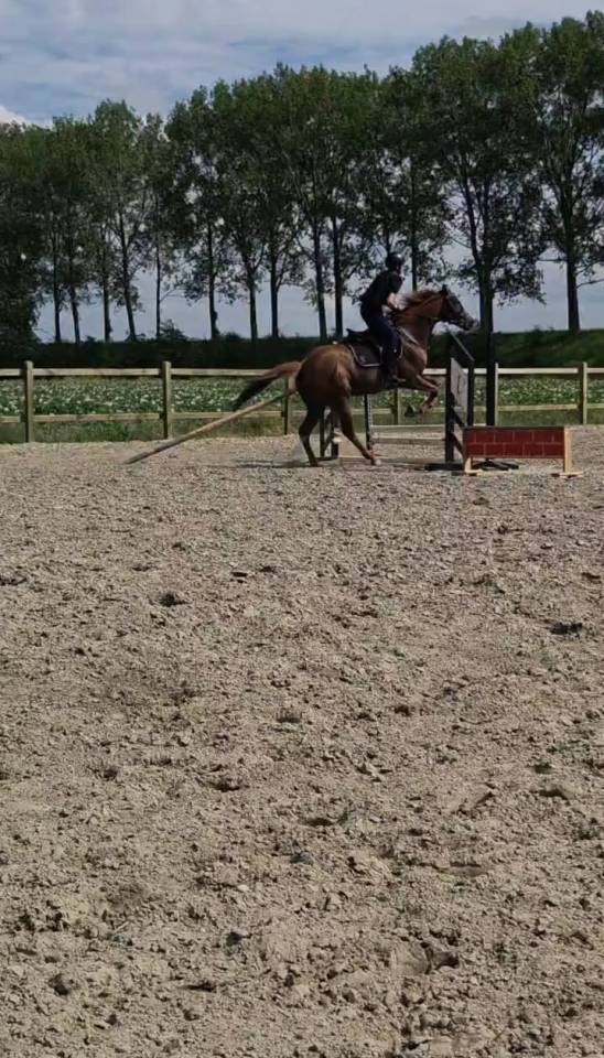 Leuke, merrie te koop