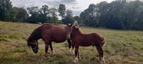 Veulen (ml) Breton Trekpaard Te koop 2026 Vos ,  AMIRAL DE KERSALIOU