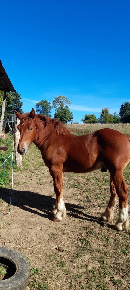 Veulen (ml) Breton Trekpaard Te koop 2026 Vos ,  AMIRAL DE KERSALIOU