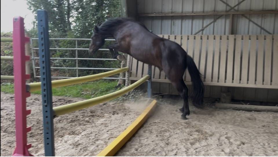 Ruin Franse rijpony PFS Te koop 2023 Bruin / Bai ,  Eben d&rsquo;haligan