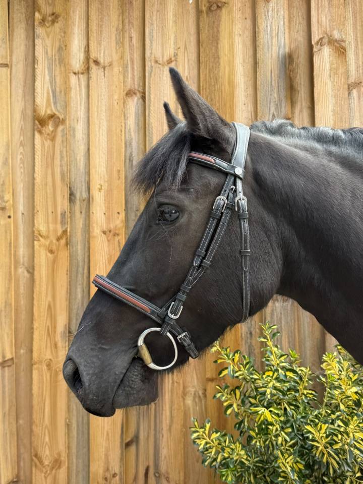 Ruin Franse rijpony PFS Te koop 2023 Bruin / Bai ,  Eben d&rsquo;haligan