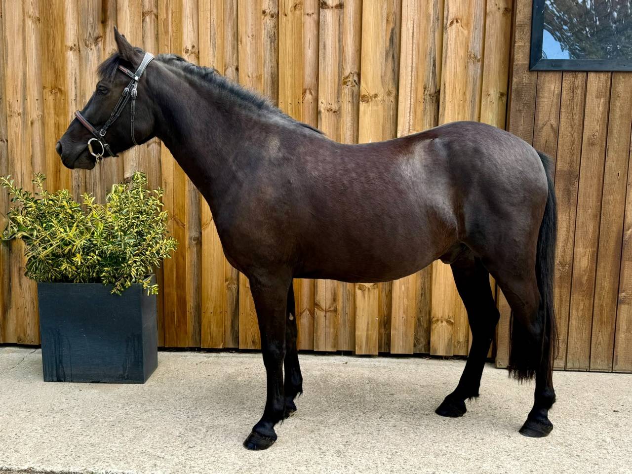 Ruin Franse rijpony PFS Te koop 2023 Bruin / Bai ,  Eben d&rsquo;haligan