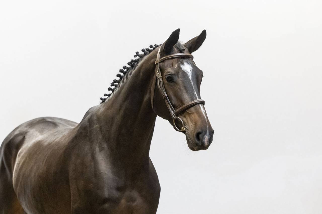 Merrie Selle Fran&ccedil;ais Te koop 2018 Donker bruin / bai ,  Tornesch