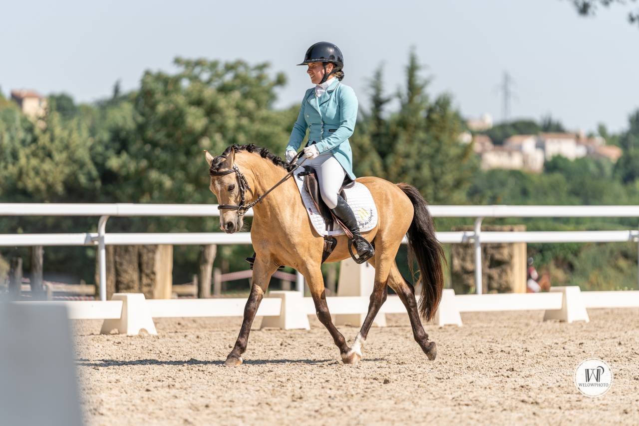 Dekhengst Welsh Pony (Section C) Te koop 2019 Isabel