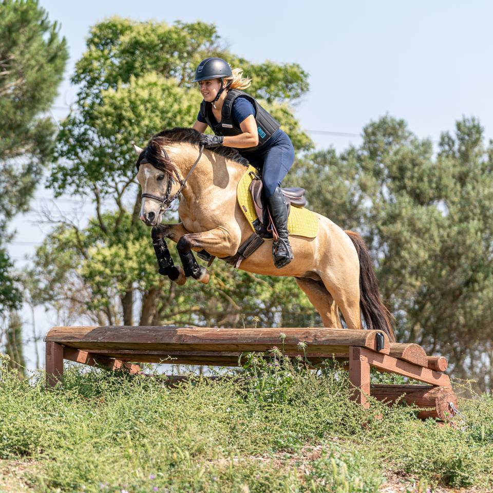 Dekhengst Welsh Pony (Section C) Te koop 2019 Isabel