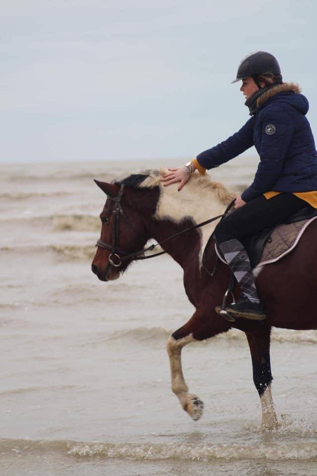 Ruin Franse rijpony PFS Te koop 2013 Bont ,  Syriac