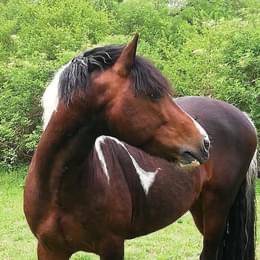 Ruin Franse rijpony PFS Te koop 2013 Bont ,  Syriac