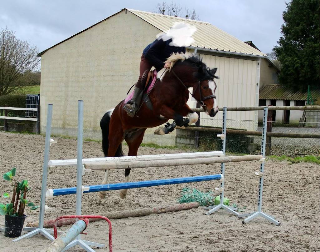 Ruin Franse rijpony PFS Te koop 2013 Bont ,  Syriac