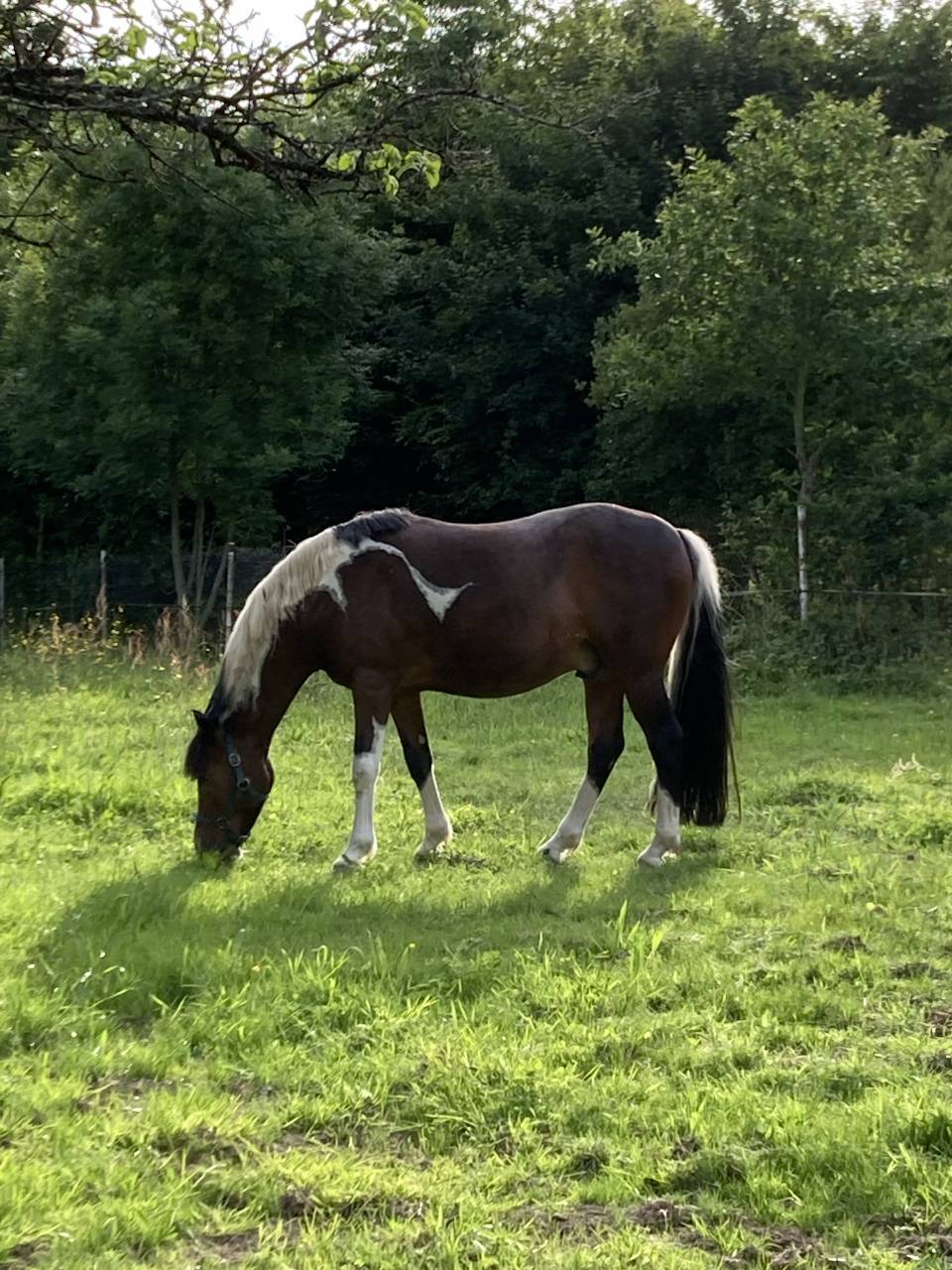 Ruin Franse rijpony PFS Te koop 2013 Bont ,  Syriac