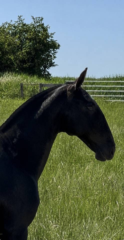 Veulen (vr) Lusitano Te koop 2025 Schimmel ,  Pel&eacute; MBR