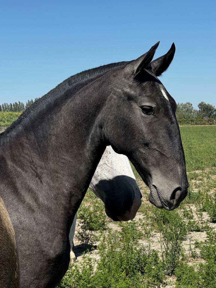 Veulen (vr) Lusitano Te koop 2025 Schimmel ,  Pel&eacute; MBR