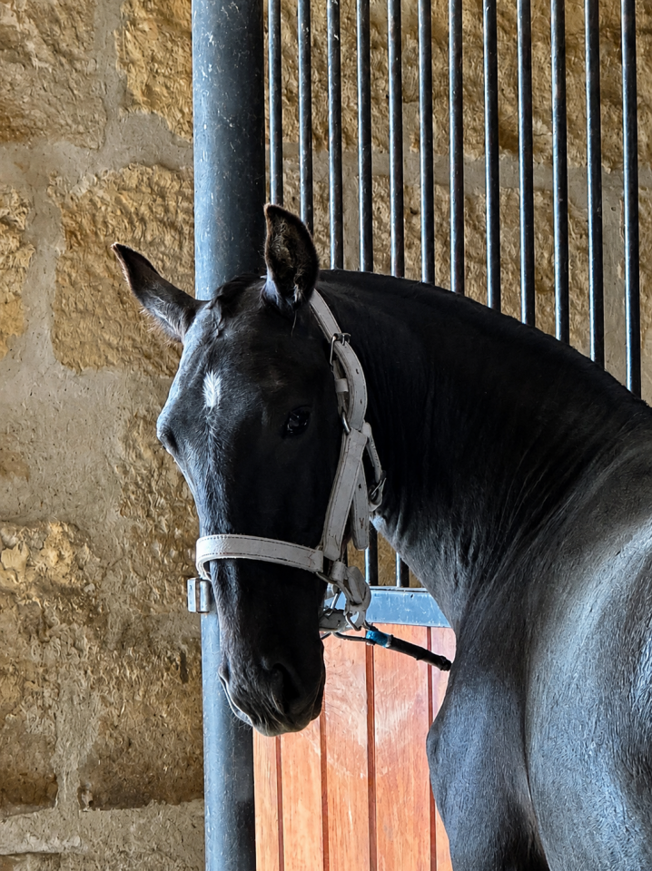 Veulen (vr) Lusitano Te koop 2025 Schimmel ,  Pel&eacute; MBR