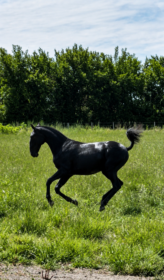 Veulen (vr) Lusitano Te koop 2025 Schimmel ,  Pel&eacute; MBR
