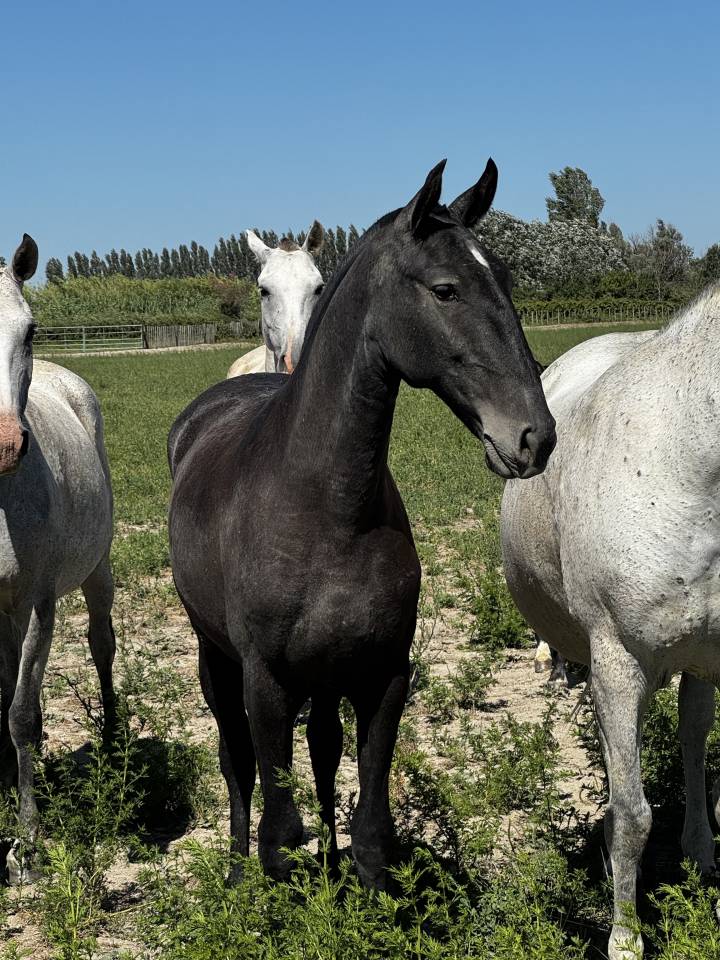 Veulen (vr) Lusitano Te koop 2025 Schimmel ,  Pel&eacute; MBR