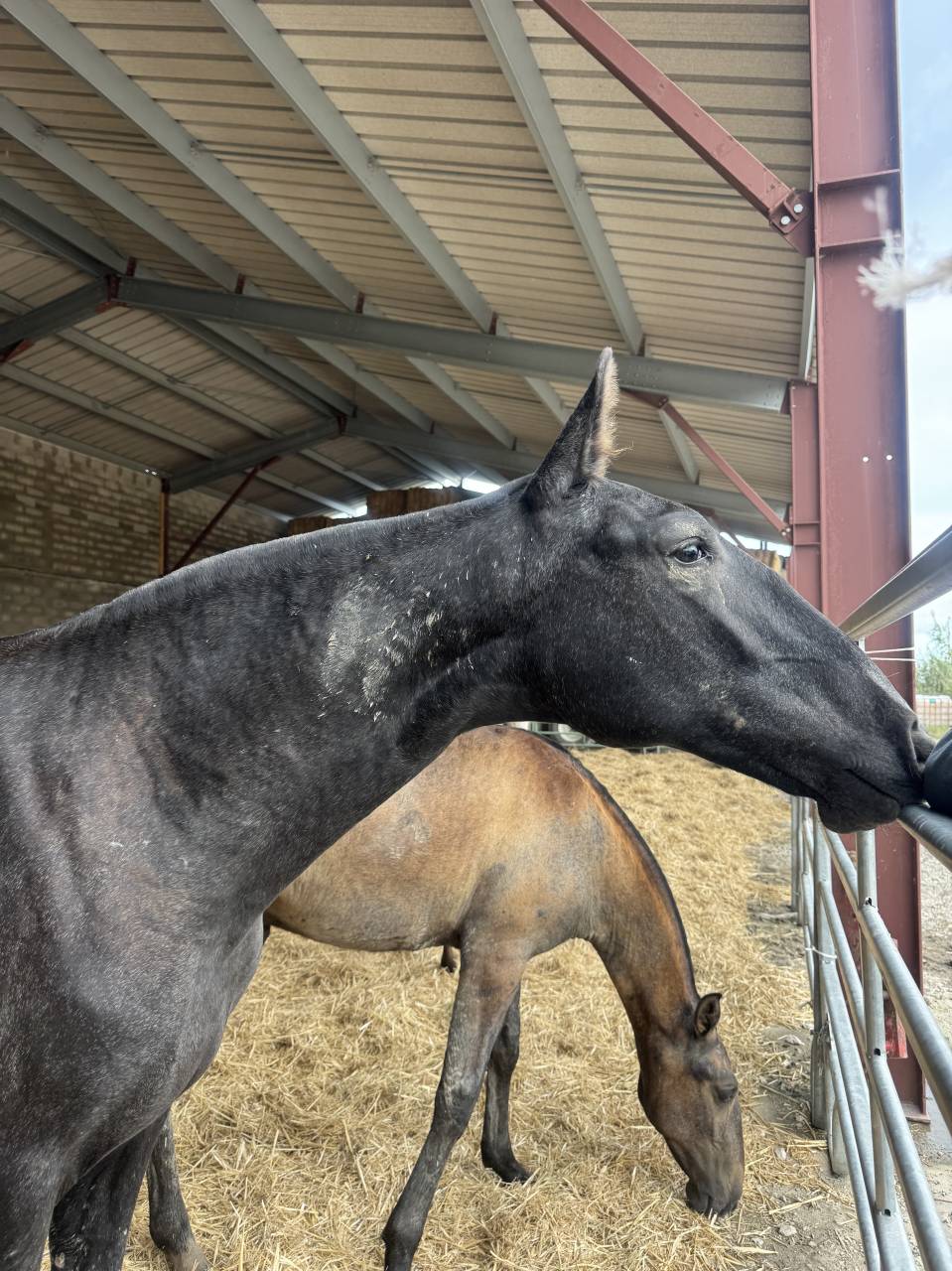 Veulen (vr) Lusitano Te koop 2025 Schimmel ,  Pel&eacute; MBR