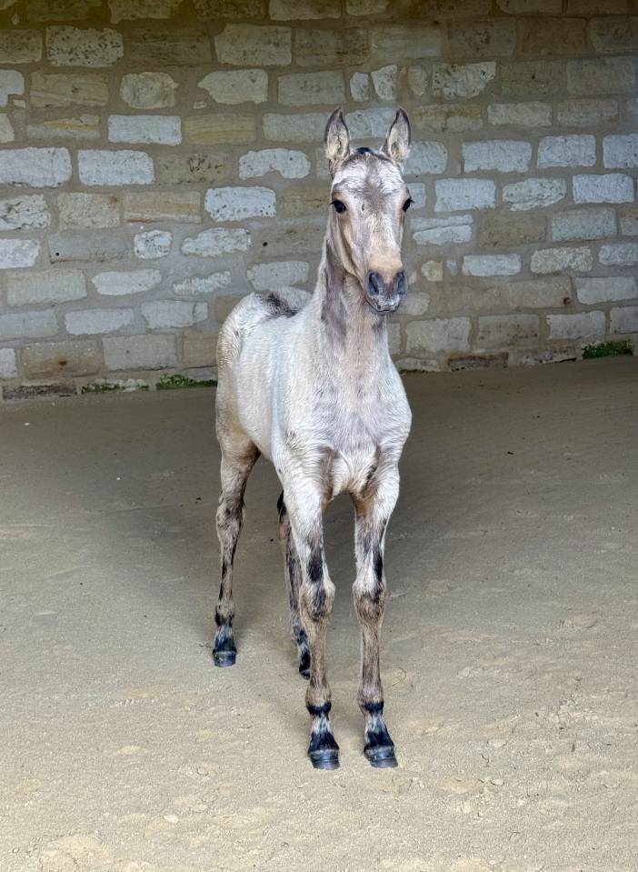 Veulen (vr) Lusitano Te koop 2026 Isabel ,  Panerai da Sta Fe