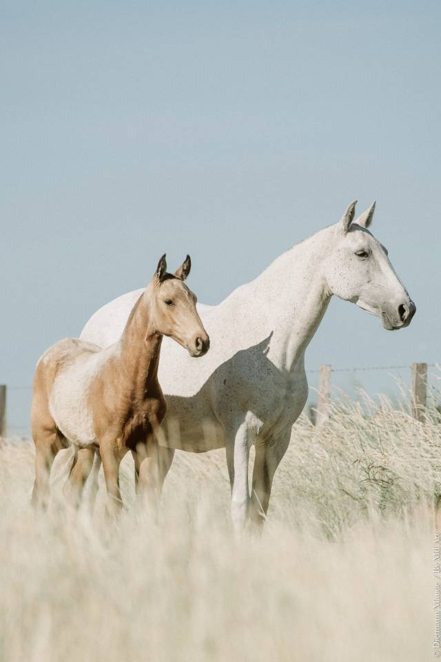 Veulen (vr) Lusitano Te koop 2026 Isabel ,  Panerai da Sta Fe