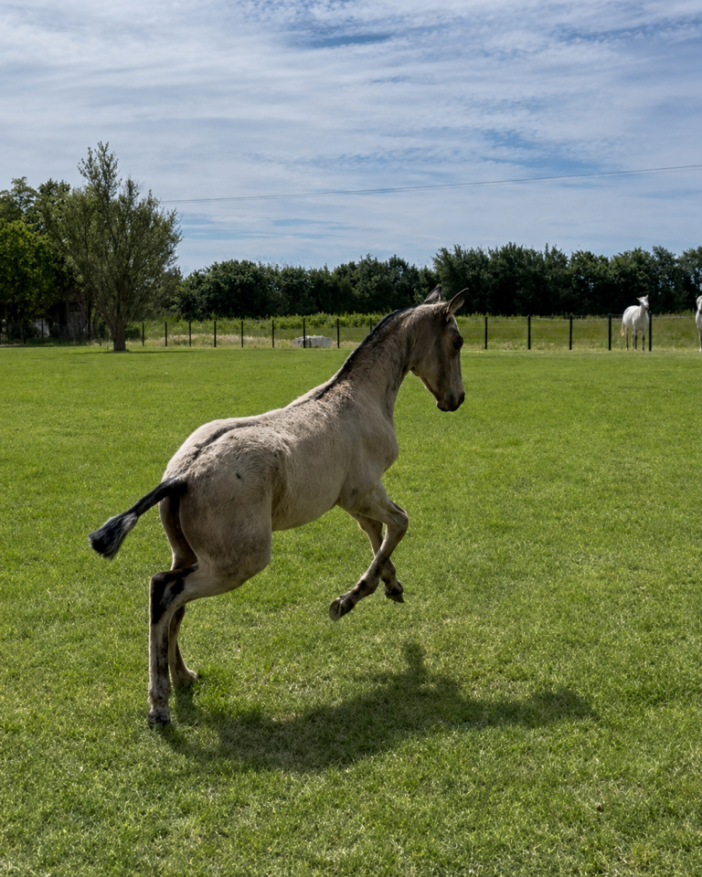 Veulen (vr) Lusitano Te koop 2026 Isabel ,  Panerai da Sta Fe
