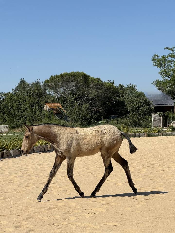 Veulen (vr) Lusitano Te koop 2026 Isabel ,  Panerai da Sta Fe