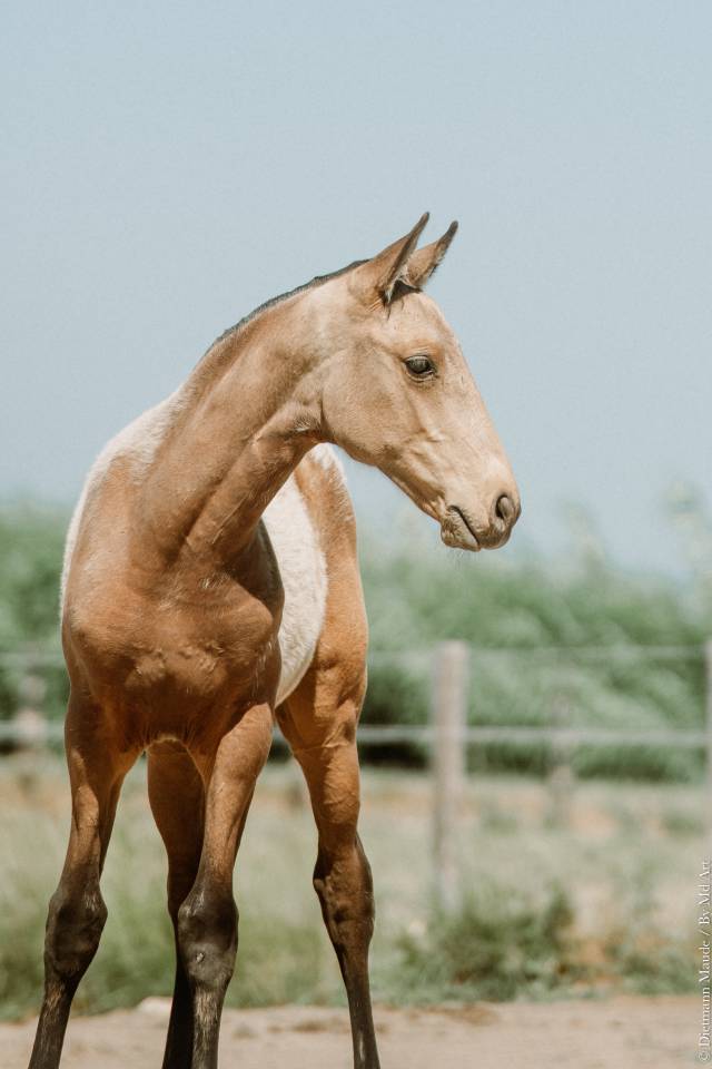 Veulen (vr) Lusitano Te koop 2026 Isabel ,  Panerai da Sta Fe