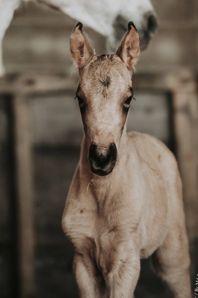 Veulen (vr) Lusitano Te koop 2026 Isabel ,  Panerai da Sta Fe