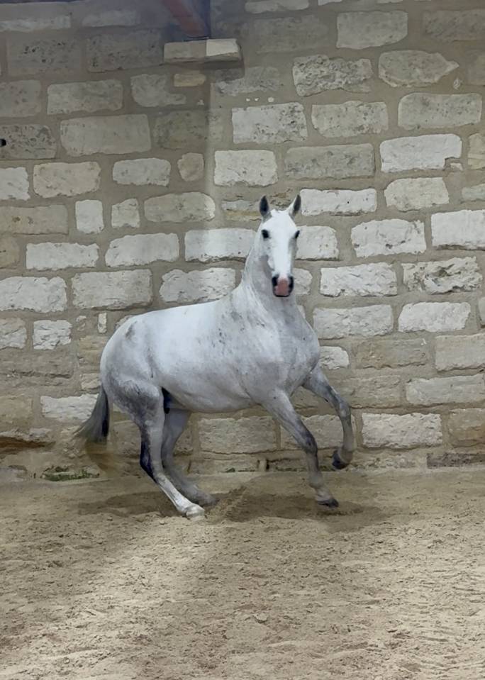 Draagmerrie Lusitano Te koop 2013 Schimmel ,  Riopele SSC