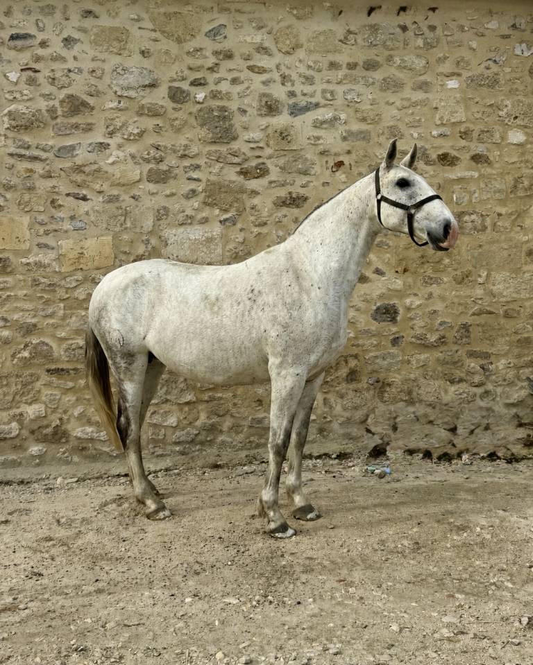 Draagmerrie Lusitano Te koop 2013 Schimmel ,  Riopele SSC