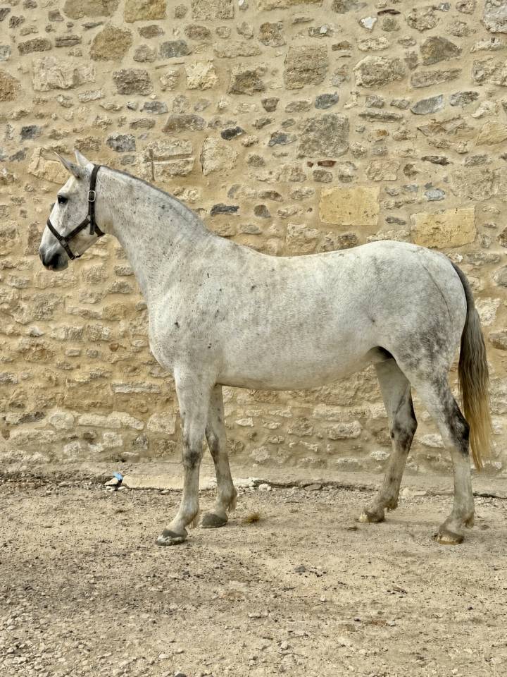 Draagmerrie Lusitano Te koop 2013 Schimmel ,  Riopele SSC